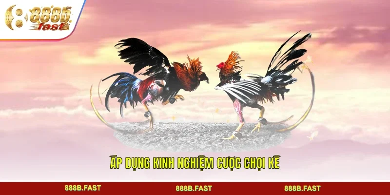 Kinh nghiệm cược chọi kê