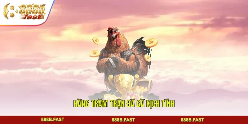 Hàng trăm trận đá gà kịch tính