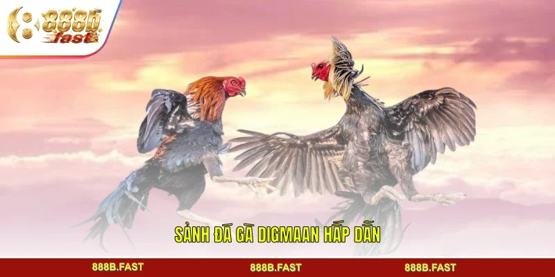 Sảnh đá gà Digmaan hấp dẫn