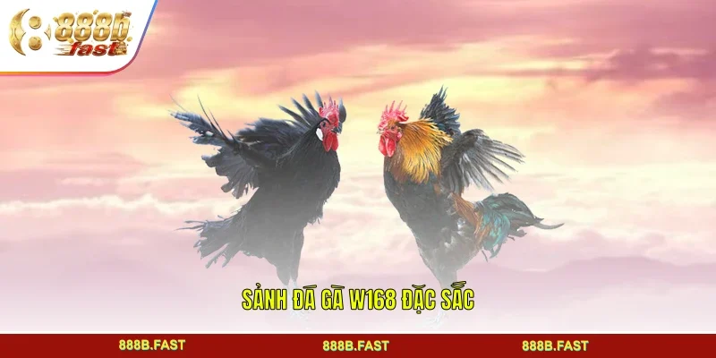 Sảnh đá gà W168 đặc sắc
